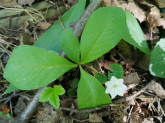 Lysimachia europaea