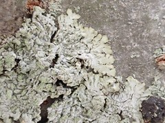 Hyperphyscia crocata