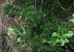 Coprosma serrulata
