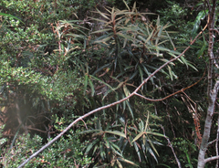Olearia lacunosa