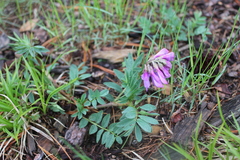 Hedysarum theinum