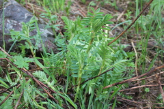 Hedysarum theinum