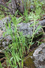 Hedysarum theinum