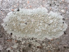 Lecanora leprosa