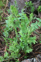 Hedysarum theinum