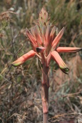 Aloe micracantha