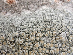 Lecanora leprosa