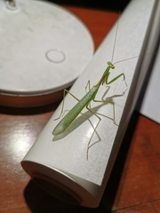 Miomantis caffra