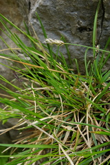 Sesleria albicans