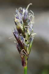 Sesleria albicans