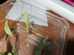 Miomantis caffra