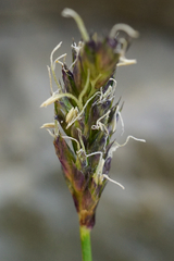 Sesleria albicans