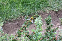 Bombus haematurus