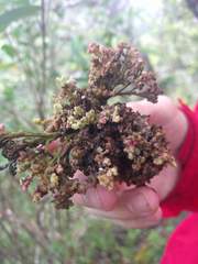 Diospyros sandwicensis