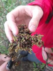 Diospyros sandwicensis
