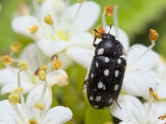 Paranovelsis punctatus