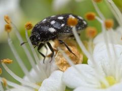 Paranovelsis punctatus