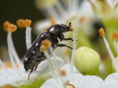 Paranovelsis punctatus