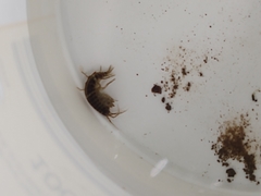 Gammarus roeselii