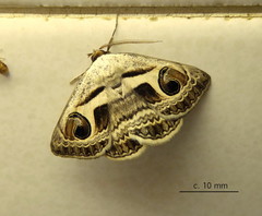 Cometaster pyrula