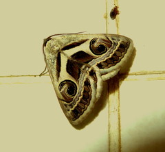 Cometaster pyrula