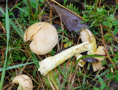 Cortinarius memoria-annae