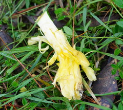 Cortinarius memoria-annae