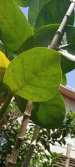 Calotropis procera