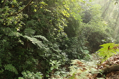 Cyathea costaricensis