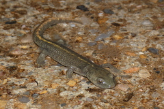 Calotriton asper