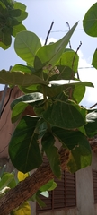 Calotropis procera