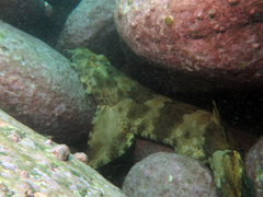 Orectolobus halei