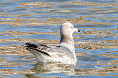 Larus crassirostris