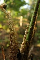 Cyathea costaricensis
