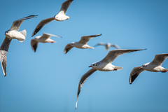 Chroicocephalus ridibundus