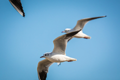 Chroicocephalus ridibundus