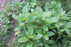 Gynura divaricata