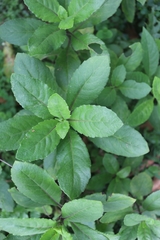 Gynura divaricata
