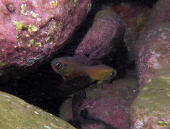 Pempheris affinis