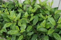 Gynura divaricata
