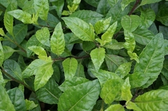Gynura divaricata