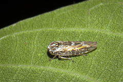 Stenidiocerus poecilus