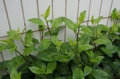 Gynura divaricata