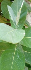 Angiospermae