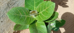 Calotropis procera