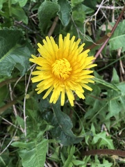 Taraxacum