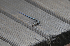 Plestiodon finitimus