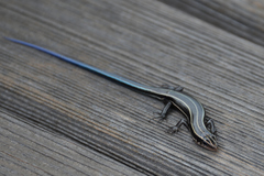 Plestiodon finitimus