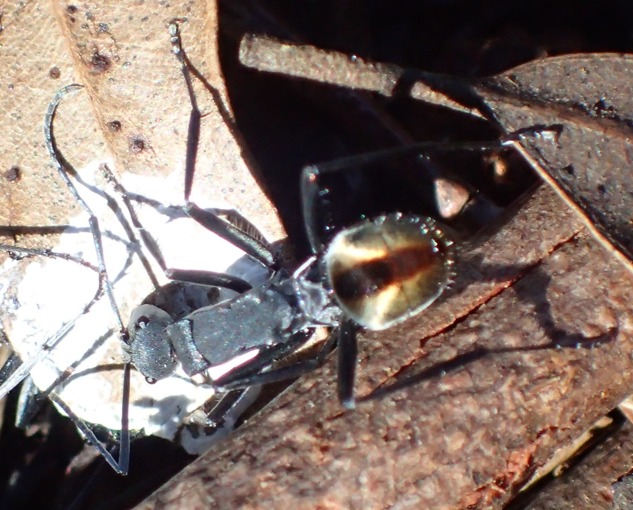 Polyrhachis callima