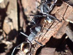 Polyrhachis callima